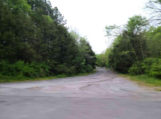Gray paved road winds through a dense line of trees with a metal gate in the distance.
