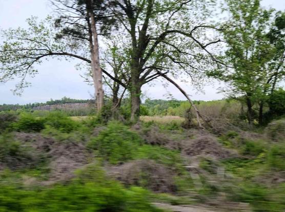 View of a wooded area with a distant cliff face, showing various trees and brush.