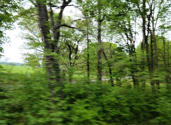 Blurred view of a lush green line of trees and undergrowth, seen from a moving vehicle.
