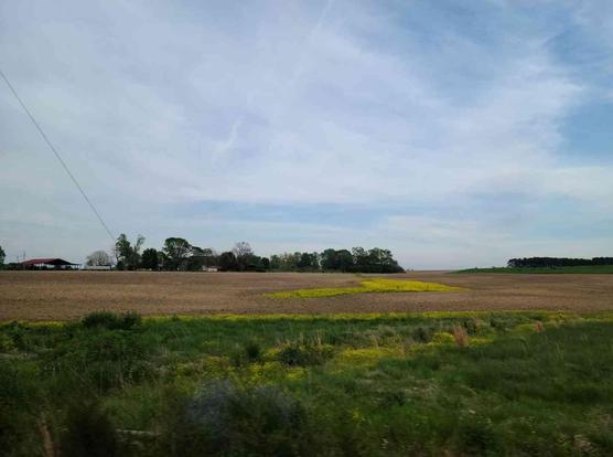 Rural landscape with plowed fields, patches of yellow wildflowers, and trees lining a horizon.
