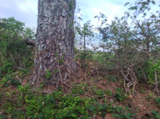 Large, weathered pine tree trunk surrounded by overgrown, bushy foliage.