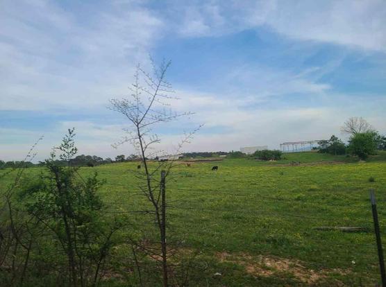 Wide shot of a grassy field with scattered black cattle, a wire fence, and a metal structure in the background under a partly cloudy sky.