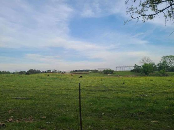 Wide shot of a grassy field with scattered black cattle, a wire fence, and a metal structure in the background under a partly cloudy sky.
