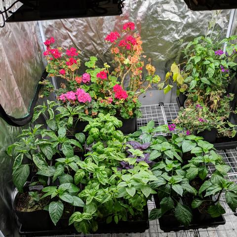 A photo showing 2 trays of sweet pepper/chili plants, a tray of basil plants, a tray of overwintered plants including a grape vine, a Red Marconi sweet pepper, purple flower verbena, lychnis , and a tray of overwintered geraniums that have flowers that are red to pink. Everything is inside a 4x4 foot grow tent with 4 100 watt LED grow light panels.