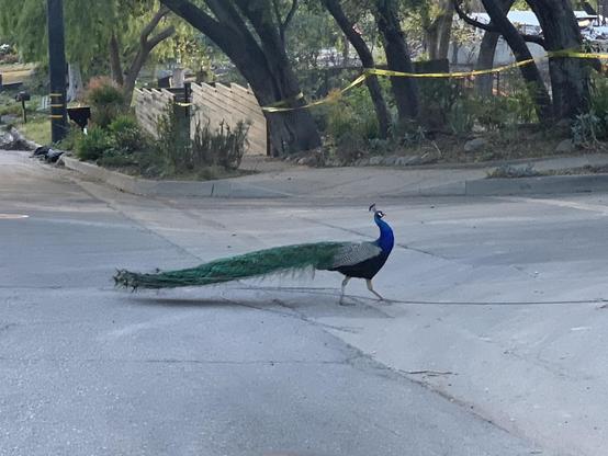 On an empty suburban street, a peacock with a very long tail struts across the pavement