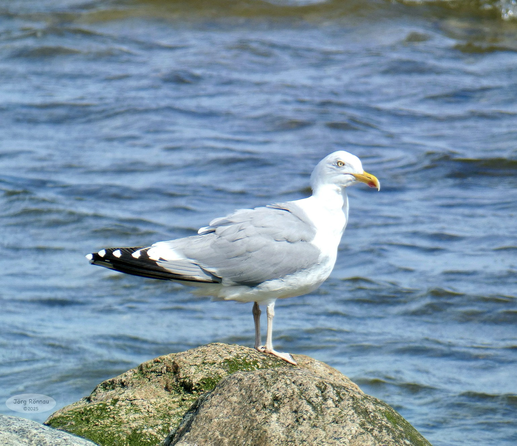 Das Bild zeigt eine Möwe, die auf einem Felsen am Rande des Meeres steht. Das  Wasser ist blau und leicht wellig. Die Möwe ist hauptsächlich weiß und grau gefärbt, mit schwarzen Markierungen an den Flügelspitzen. Sie scheint aufmerksam in eine Richtung zu blicken. Der Hintergrund ist unscharf, der Fokus liegt auf der Möwe.