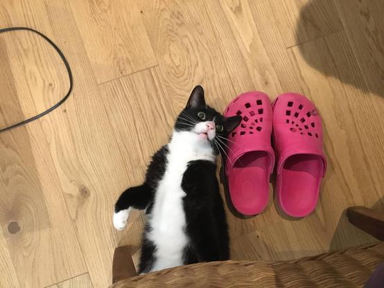 Happy cat laying on the ground