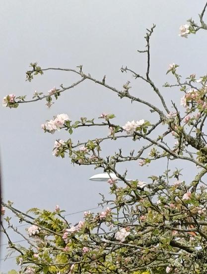 Fleurs de pommier
