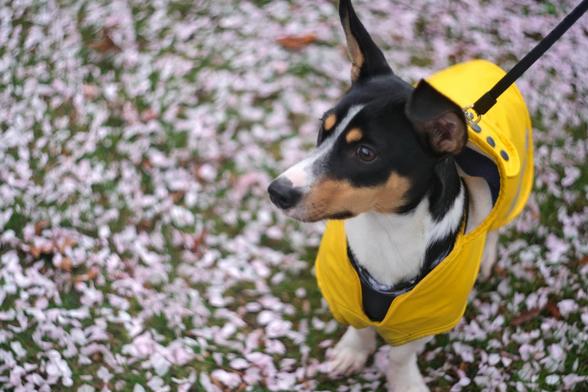 A small rat terrier wearing a yellow rain coat on a background of blurred cherry blossoms petals.