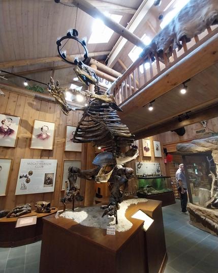 #Megatherium (/mɛɡəˈθɪəriəm/ meg-ə-THEER-ee-əm; from Greek méga (μέγα) 'great' + theríon (θηρίον) 'beast') is an extinct genus of ground sloths endemic to South America that lived from the Early Pliocene[1] through the end of the #Pleistocene.[2] It is best known for the elephant-sized type species M. americanum, sometimes called the giant