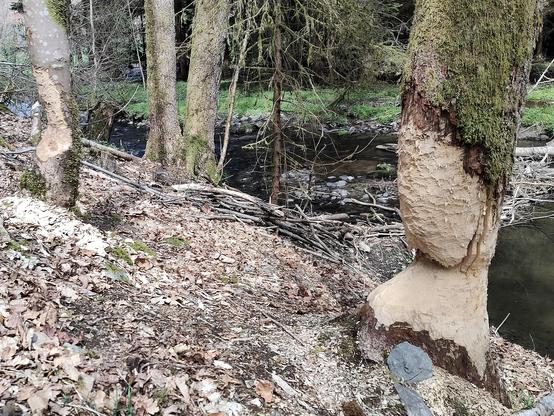 Angenagte Baumstämme und ein kleiner Staudamm am Ufer der Ourthe