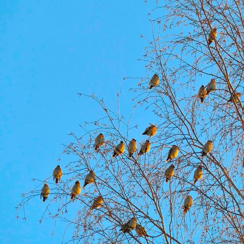 A flock of bohemian waxwings in the sun, blue sky behind