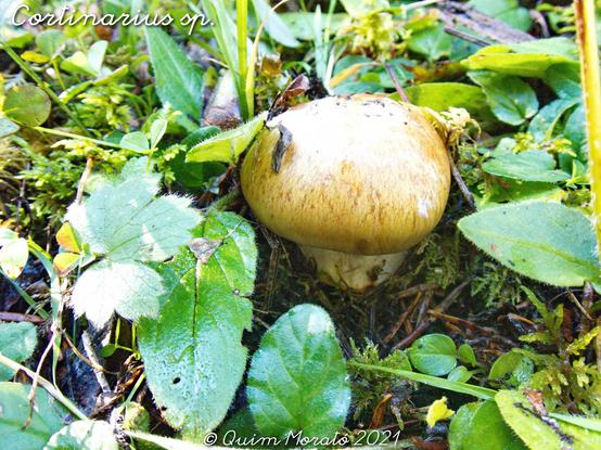Cortinarius sp. Els cortinaris son un gènere de bolets de les Cortinariàcies. Quan treuen el nas tenen una teranyina del capell al peu que es va trencant a mida que creixen, desapareixent o quedant restes enganxades al capell i/o al peu. Son molt variables i difícils de identificar, pel que cal anar amb molt de compte, ja que pocs son comestibles i n’hi ha un que pot ser mortal.
