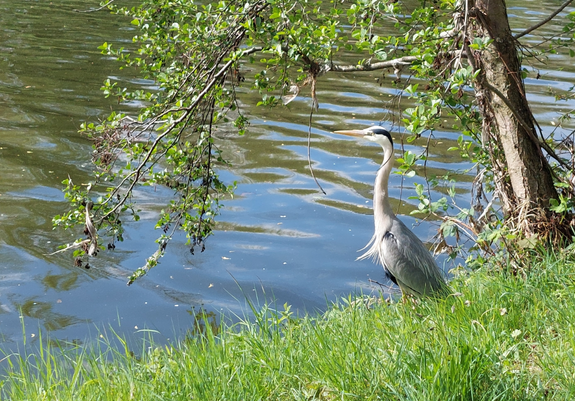 Man sieht einen Fischreiher direkt am Ufer eines Flusses stehen. Der Boden ist mit sattem, grünen Gras bedeckt und im Hintergrund des Fischreihers sieht man einen Baum, dessen Äste und Blätter in den linken Teil des Bildes hinein hängen. Der Fischreiher ist im Profil zu sehen mit der Blickrichtung nach ljnks. Der Schnabel ist orange und das Gefieder grau und weiss. Über die Augenpartie bis zum Hals zieht sich ein schwarzer Streifen.