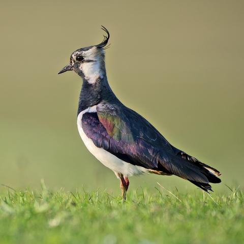 Een kievit met kuifje en regenboogkleuren in de vleugel staat in het gras