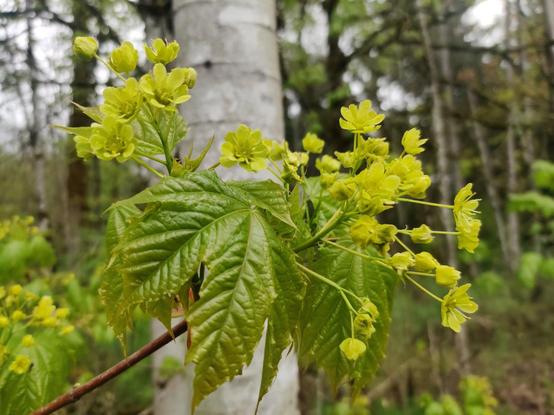 A bright and yellow cluster of flowers on a maple branch.