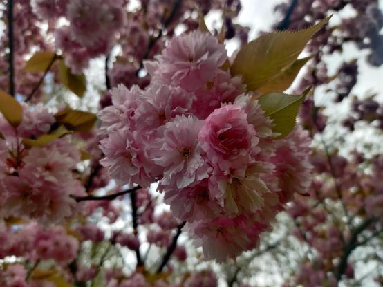 A big pink poofy flower, surrounded by more like it, and backlit by a cloudy sky. Gorgeous.