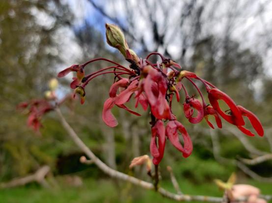 Red seedpods on a maple tree.