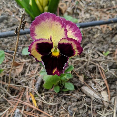 A single pansy flower that is pink or red and yellow and black. The edges of the petals are the pinkish color, the middle of some is yellow or stripe on others, and the middleo of another is black except the actual middle which is yellow or green.
