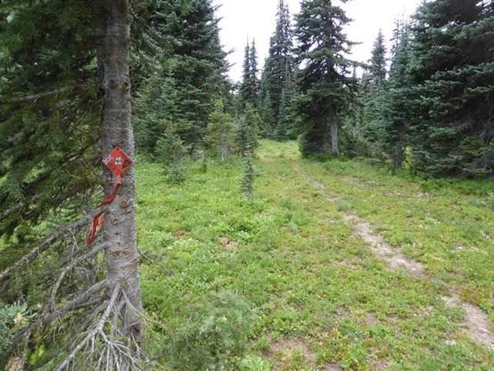 A trail leads through a forest.