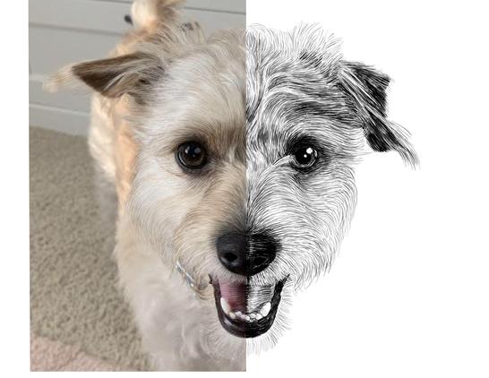 Black and white drawing of a terrier named Toby, with the left half of the image being the reference.