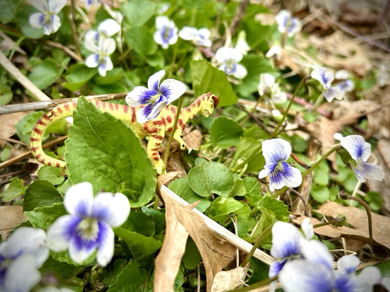 A green Dilophosaurus with brown spots in a large patch of white violets with purple centres. Stray sticks and leaves lie about the violets’ leaves.