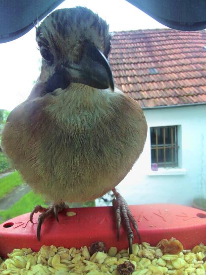 Eichelhäher im Futterhäuschen