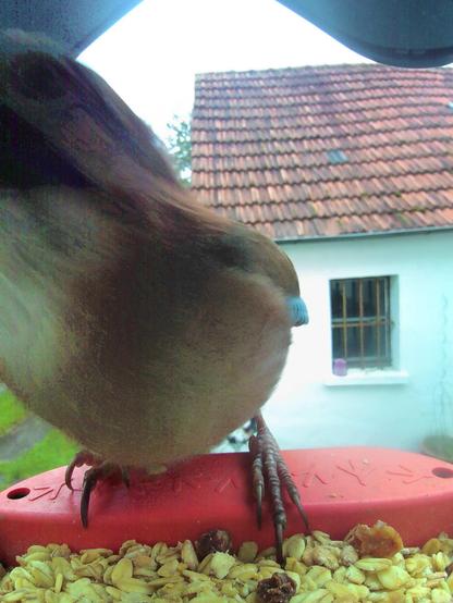 Eichelhäher im Futterhäuschen