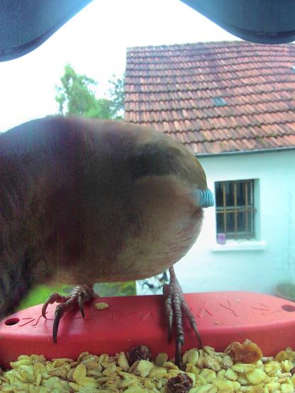 Eichelhäher im Futterhäuschen