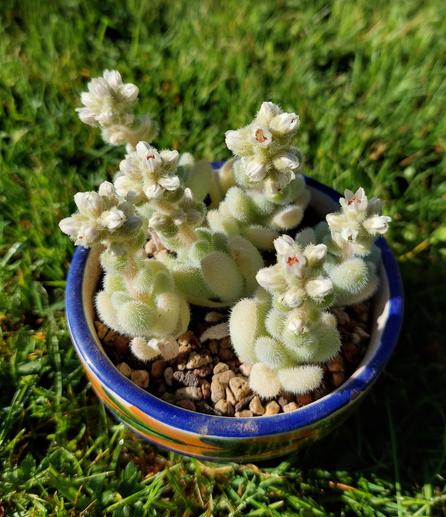 Man sieht einen Blumentopf mit etwa 8 cm Durchmesser. Er enthält 6 kleine Pflanzen. Die Blätter sind dick länglich-rundlich, hellgrün-gelblich und dicht mit weißen Haaren besetzt. Darüber sieht man kleine weiße Blüten dicht an dicht.