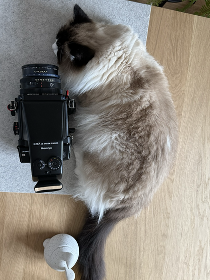 A ragdoll cat sleeps next to a Mamiya RZ67 Pro II with an AE prism finder.