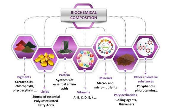 Bioactive compounds from seaweeds; Image Credit: Hentati, F., Tounsi, L., Djomdi, D., Pierre, G., Delattre, C., Ursu, A. V., … & Michaud, P. (2020). Bioactive polysaccharides from seaweeds. Molecules, 25(14), 3152.