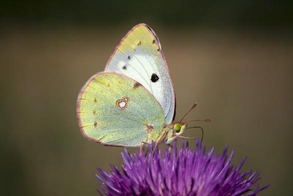 Foto de la mariposa Colias alfacariensis.