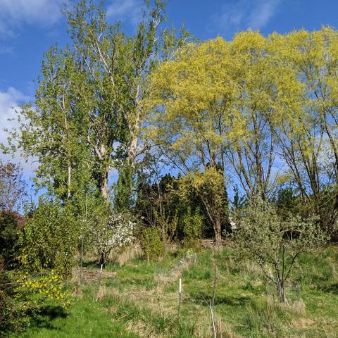 A photo showing a pasture with some fruit trees with willow and cottonwood beyond it up high. The sky is blue with some wispy clouds. There is an apple tree in full bloom in the lower left center. There's a clove currant in the lower left. A just starting to bloom Spitzenburg type apple tree near the lower right with a brooks plum behind it's trunk low. A comice pear blooming center low. A walnut with some buds growing close and lower center. The aus hybrid willows in the upper right are yellow colored. The old cottonwood center right high has many new green leaves along with some dead wood up high that will crash down randomly because it's a cottonwood.  There's lots of things in this photo... you get the idea.