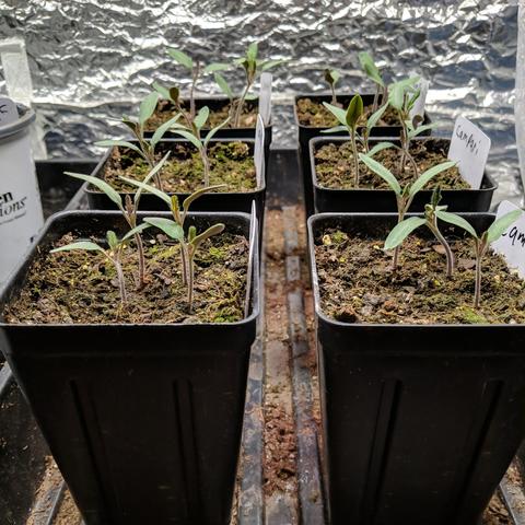 A photo showing 6 tall 3.5 inch square pots with 3-4 saved Campari tomato seedlings in each pot. They are just starting to grow their first true leaves.