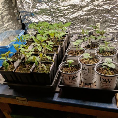 A photo of 20 tomato plants and 7 tomatillo plants in two plant trays. One tray is 18 square pots, the other has 9 round pots. The tomatoes are 4-5 inches tall or 10cm ++.  ;)  There are Chadwick Cherry, Amish Paste, Orange Flamme, Principe Borghese, and San Marzano plus the Rio Grande Tomatillo. These are all from saved seeds.