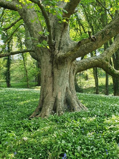 An ancient sycamore tree rises from a carpet of white flowers in a strip of woodland on a Devon hillside