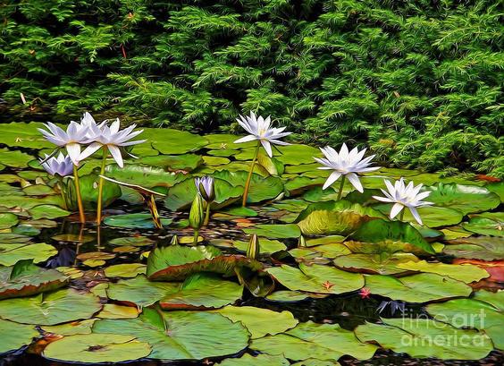 My photograph of a pretty sunlit lily pond with new white lilies blooming and lots of green lily pads, before a background of a type of pine tree foliage. I added a touch of digital paint overlay for effect.

Captured at a beautiful Lily garden in the north of Sydney, NSW, Australia.

THE FINE ART AMERICA LOGO WILL NOT APPEAR ON PURCHASED PRINTS OR PRODUCTS.