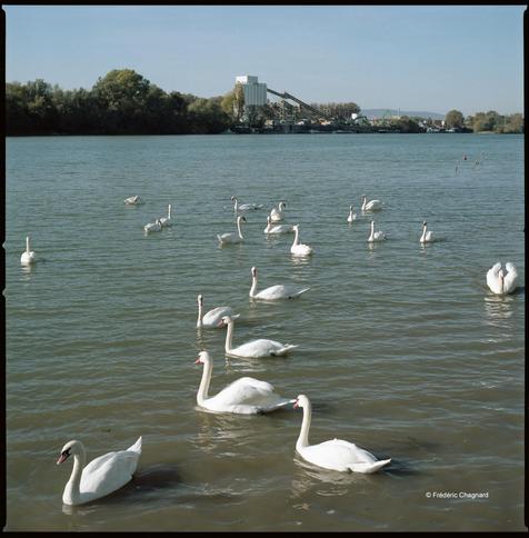 A gathering of swans on the Saône River left bank; the commercial port of Villefranche-sur-Saône in the background. Photo taken with a 6x6 camera on color negative film.