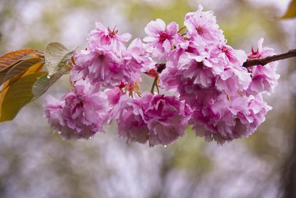 Ein Foto von wunderschönen pinken japanischen Kirschblüten nach einem Regenschauer.