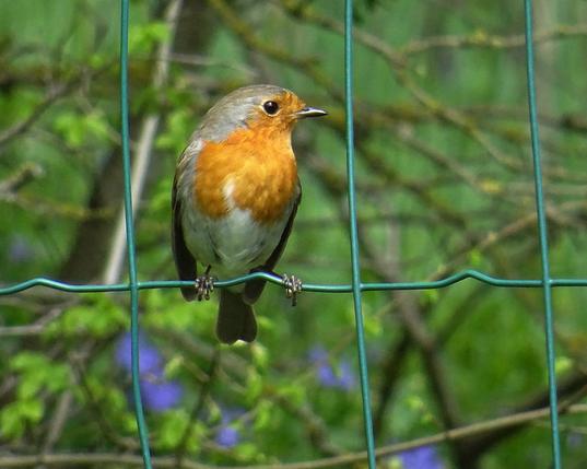 un rouge gorge sur un grillage vert. derrière un petit bois avec des pervenches bleues flou.