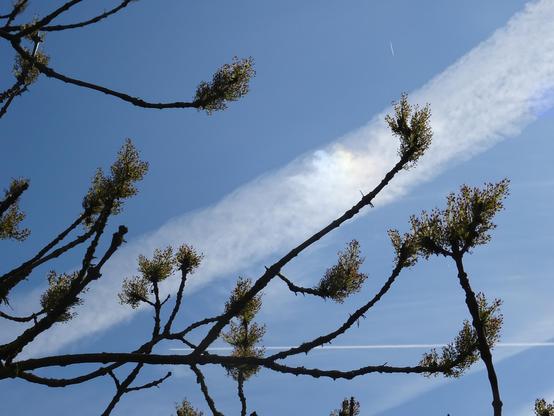 ciel bleu, fleurs de frênes au bout des branches, traces d'avions