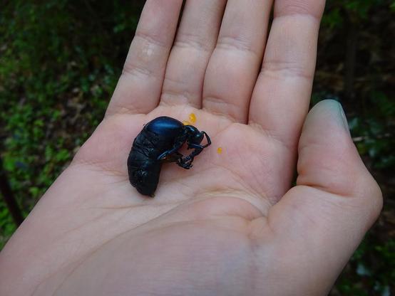 insecte meloe dans la main d'Isaac. Il est recroquevillé et a sécrété une substance jaune or, il fait semblant d'être mort.