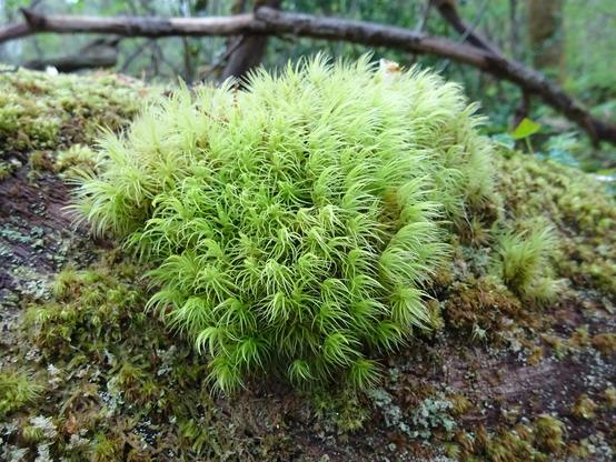 mousse vert clair sur une branche d'arbre "mort"