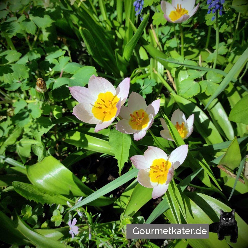 Tulpen im Garten