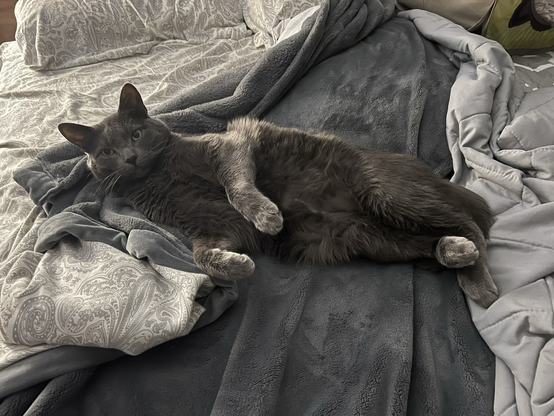 A gray cat laying on a bed looking at the camera. 
