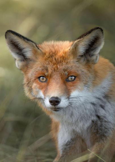 @basleroy - fox portrait