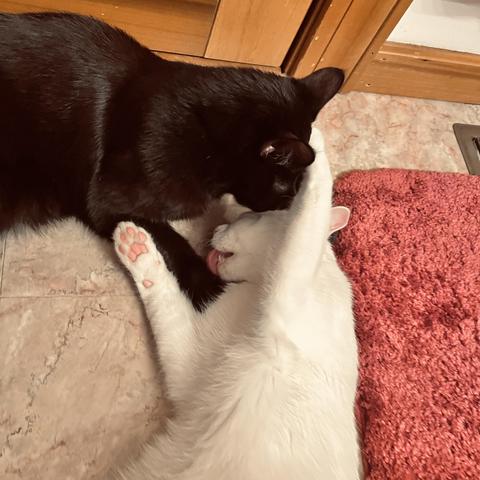 a white cat lying on her side holds on to a black cat and licks his paw