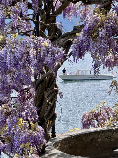 Small boat on lake Como as seen through wisteria 