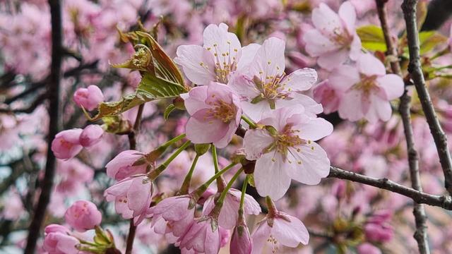 Vantaa, Tikkurila, Valkoisenlähteentie, VPK:n edustalla